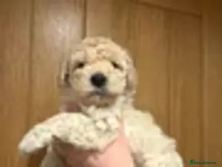 Double Doodle dogs Miniature double doodle puppies - Advert 8