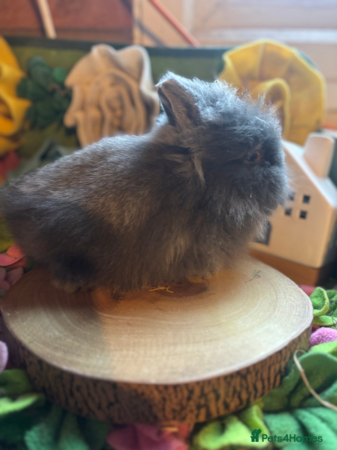 Lionhead rabbits for sale: Lion head buck  - Advert 5