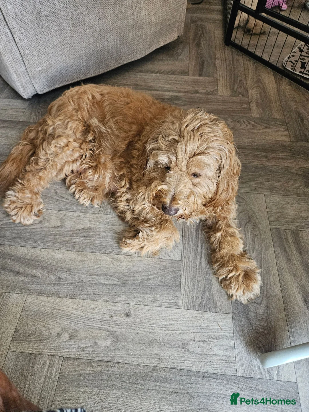 Mini Goldendoodle dogs for sale: MINI GOLDENDOODLE - Advert 1