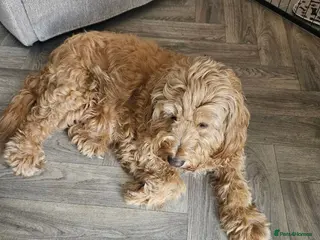 Mini Goldendoodle dogs MINI GOLDENDOODLE - Advert 2