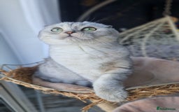 Scottish Fold cats for sale: Scottish Folds, adult cat looking for a Sweet home - Advert 6