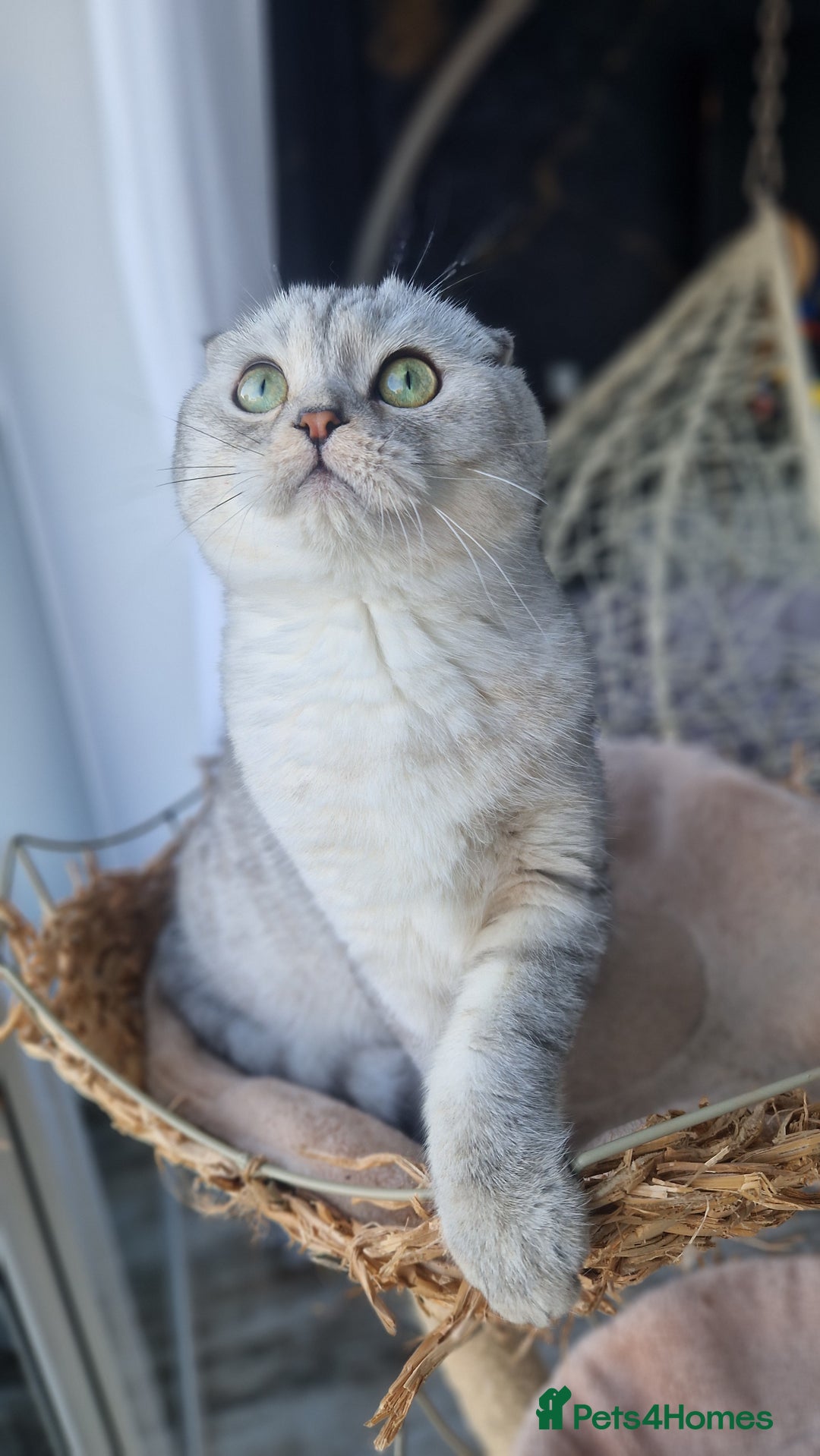 Scottish Fold cats for sale: Scottish Folds, adult cat looking for a Sweet home - Advert 6