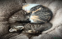 Mixed Breed cats for sale: Tabby boy  - Image 8