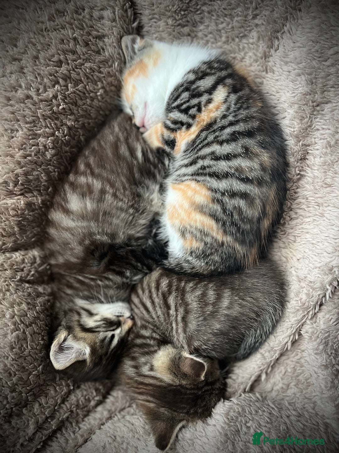 Mixed Breed cats for sale: Tabby boy  - Image 8
