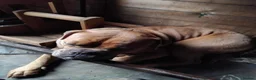 Old Tyme Bulldog dogs for sale: Old English Tyne bulldog  in Nuneaton - Advert 6
