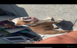 English Bulldog dogs for sale: British bulldaog - Image 2