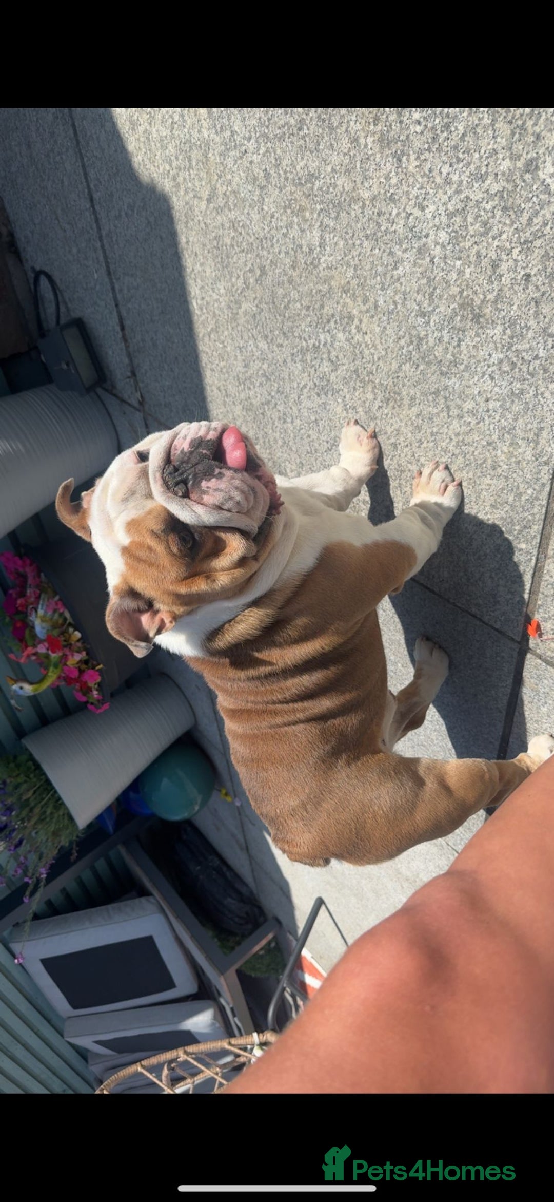 English Bulldog dogs for sale: British bulldaog - Image 2