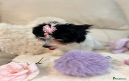 Biewer Terrier dogs for sale: 🩶🩷Biewer-Biro Champion heritage pups! 🐶❤️ - Image 36