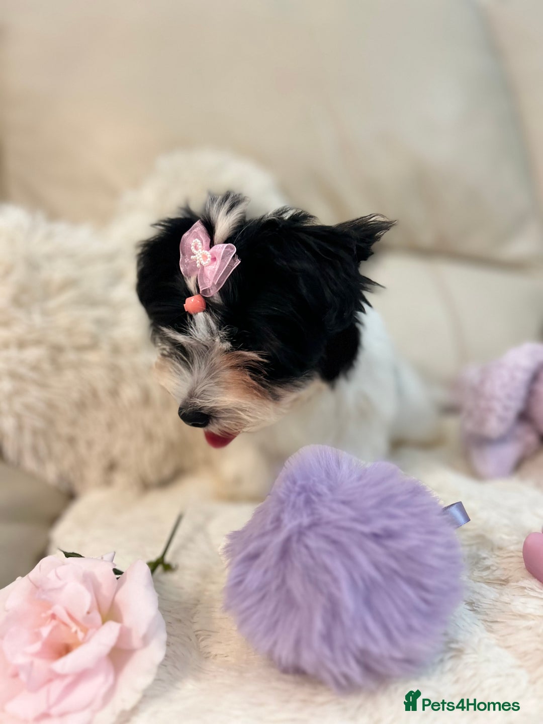 Biewer Terrier dogs for sale: 🩶🩷Biewer-Biro Champion heritage pups! 🐶❤️ - Image 36
