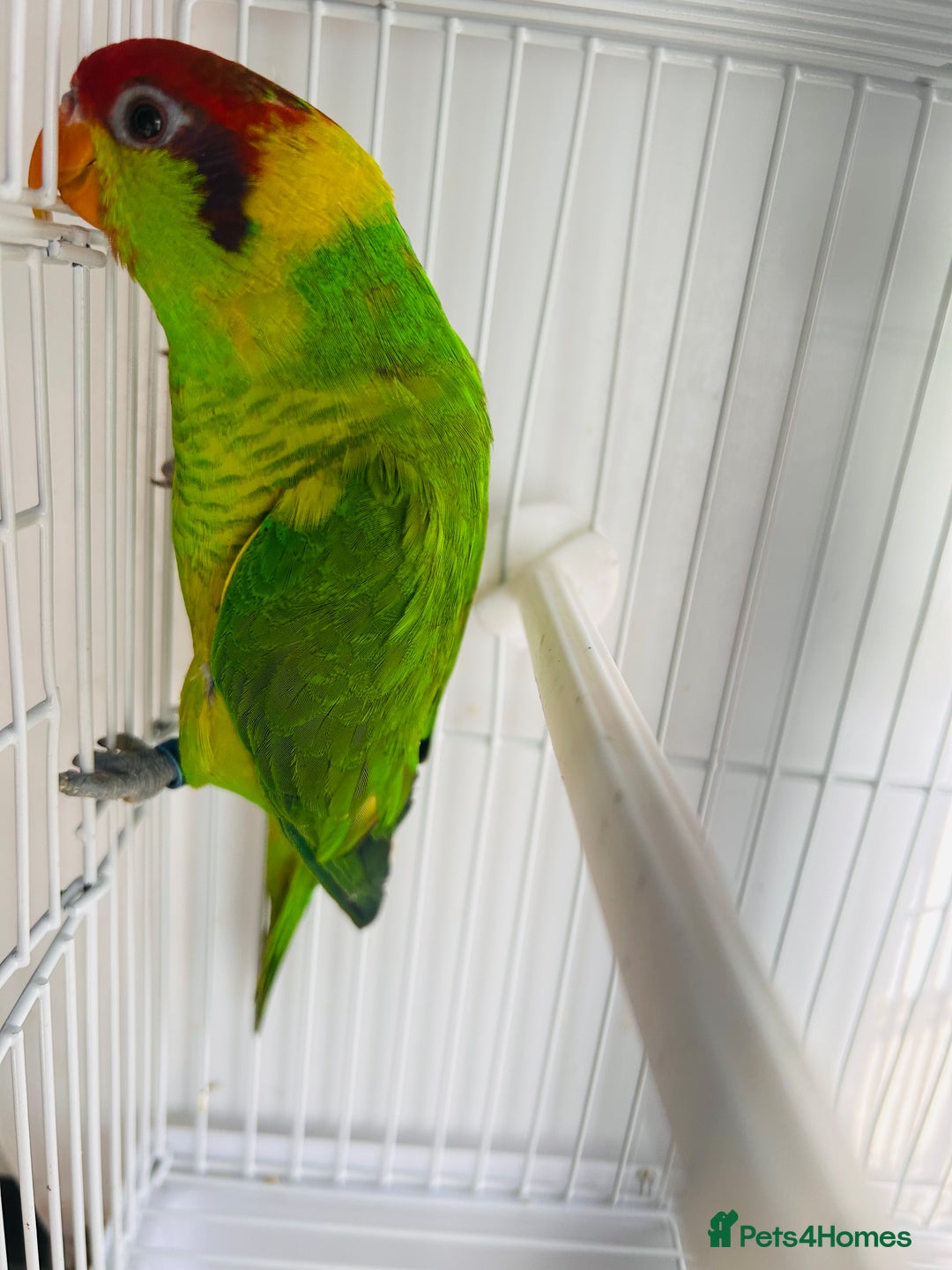 Lorikeets birds for sale: PROVEN pair iris lorikeet RARE!! - Image 6