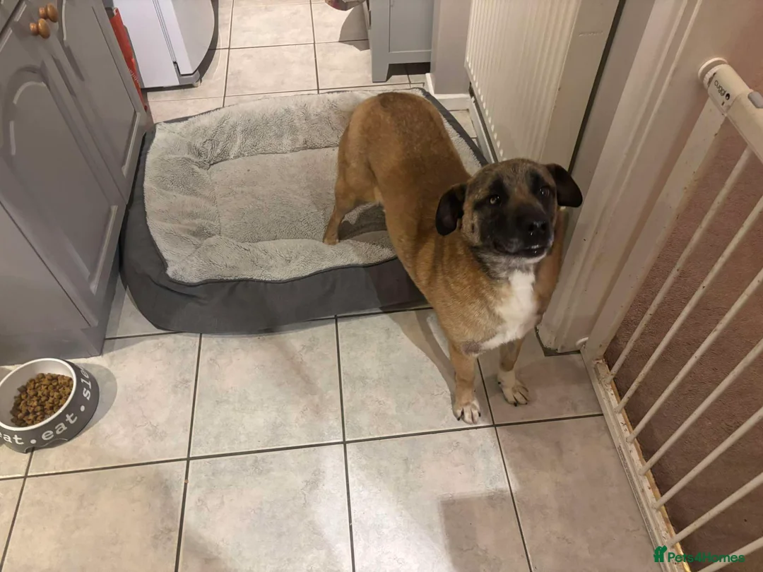 Mixed Breed dogs for adoption: Norman for adoption in Wolverhampton - Advert 2