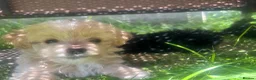 Maltipoo dogs for sale: 🌟 **Adorable Maltipoo Puppies!** 🌟  - Advert 9