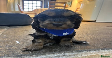 Cockapoo dogs - Advert 7