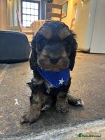 Cockapoo dogs - Advert 13