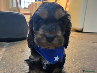 Cockapoo dogs - Advert 2