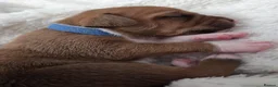 Staffordshire Bull Terrier dogs for sale: Staffy Puppies - Advert 4