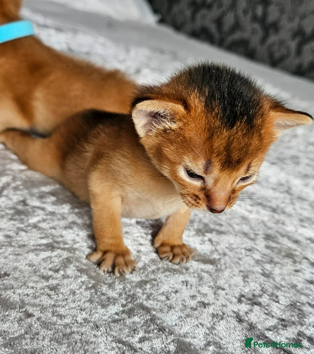 Abyssinian cats for sale: Abyssinian Kittens - Advert 17