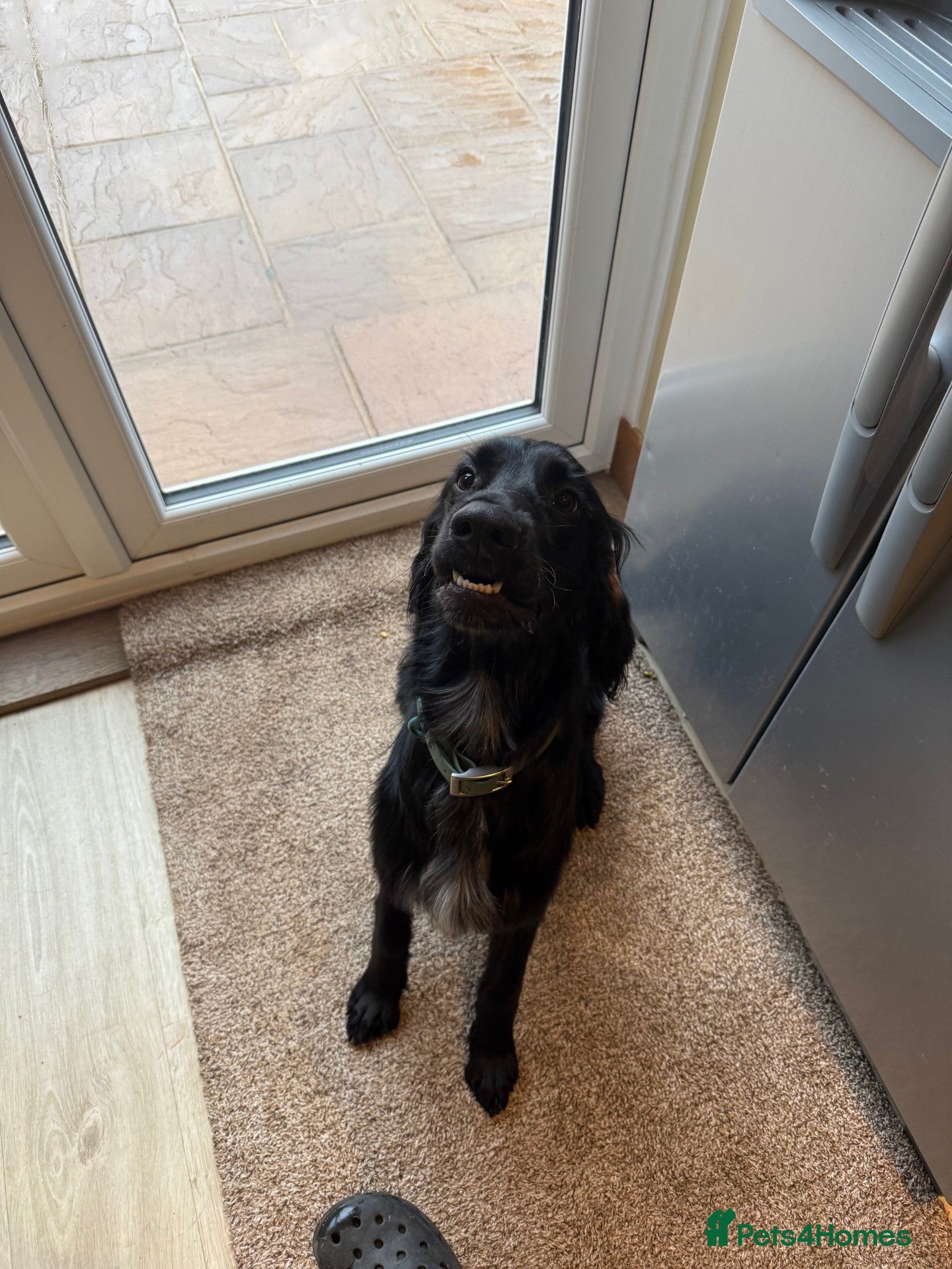 Mixed Breed dogs Setter cross Spaniel for adoption  - Advert 1