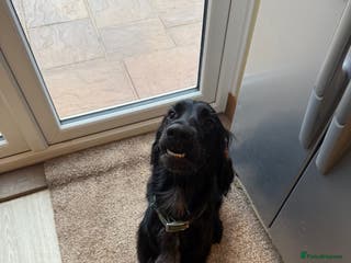 Mixed Breed dogs Setter cross Spaniel for adoption - Advert 18