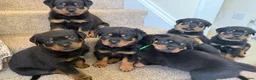 Rottweiler dogs for stud: Rottweiler STUD - Advert 3