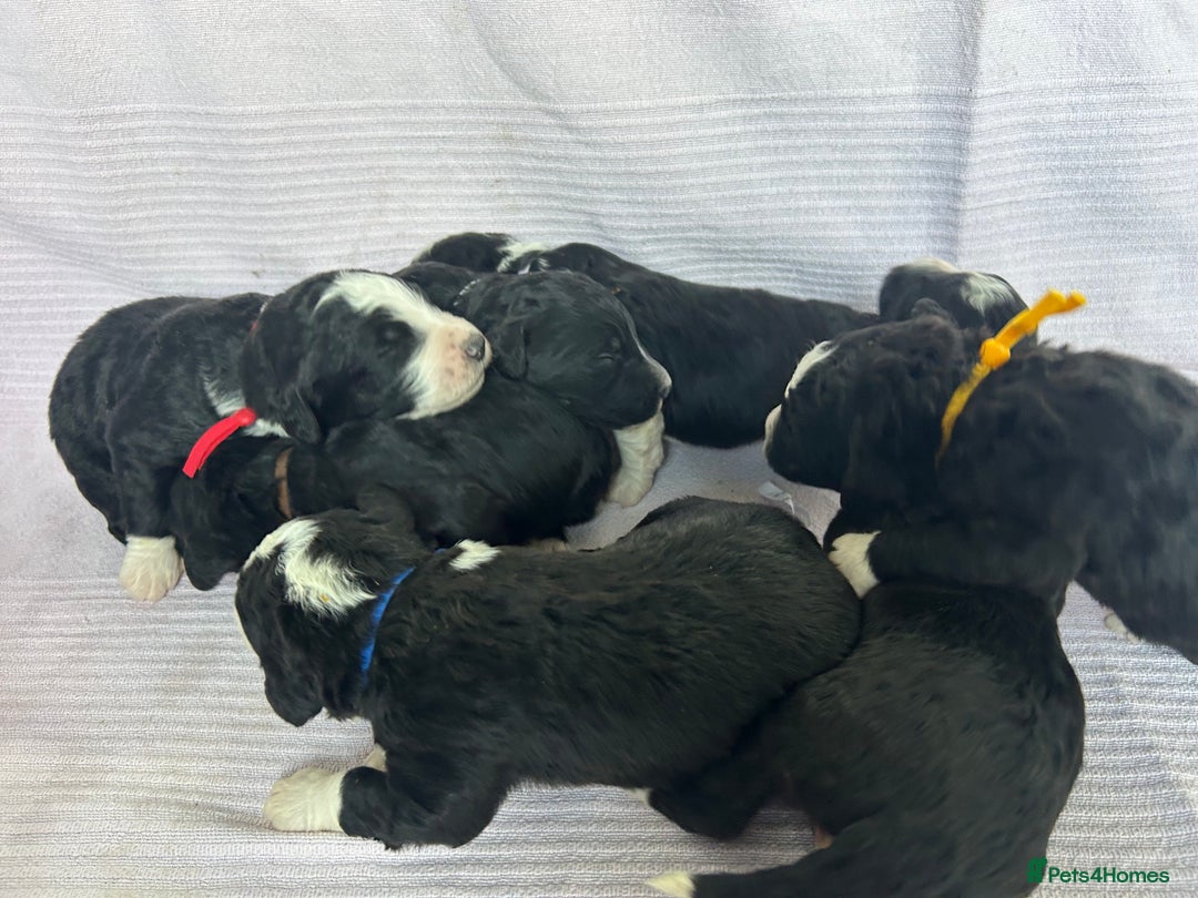 Bernedoodle dogs for sale: F1 standard Bernedoodle puppies. Licensed breeder - Image 1