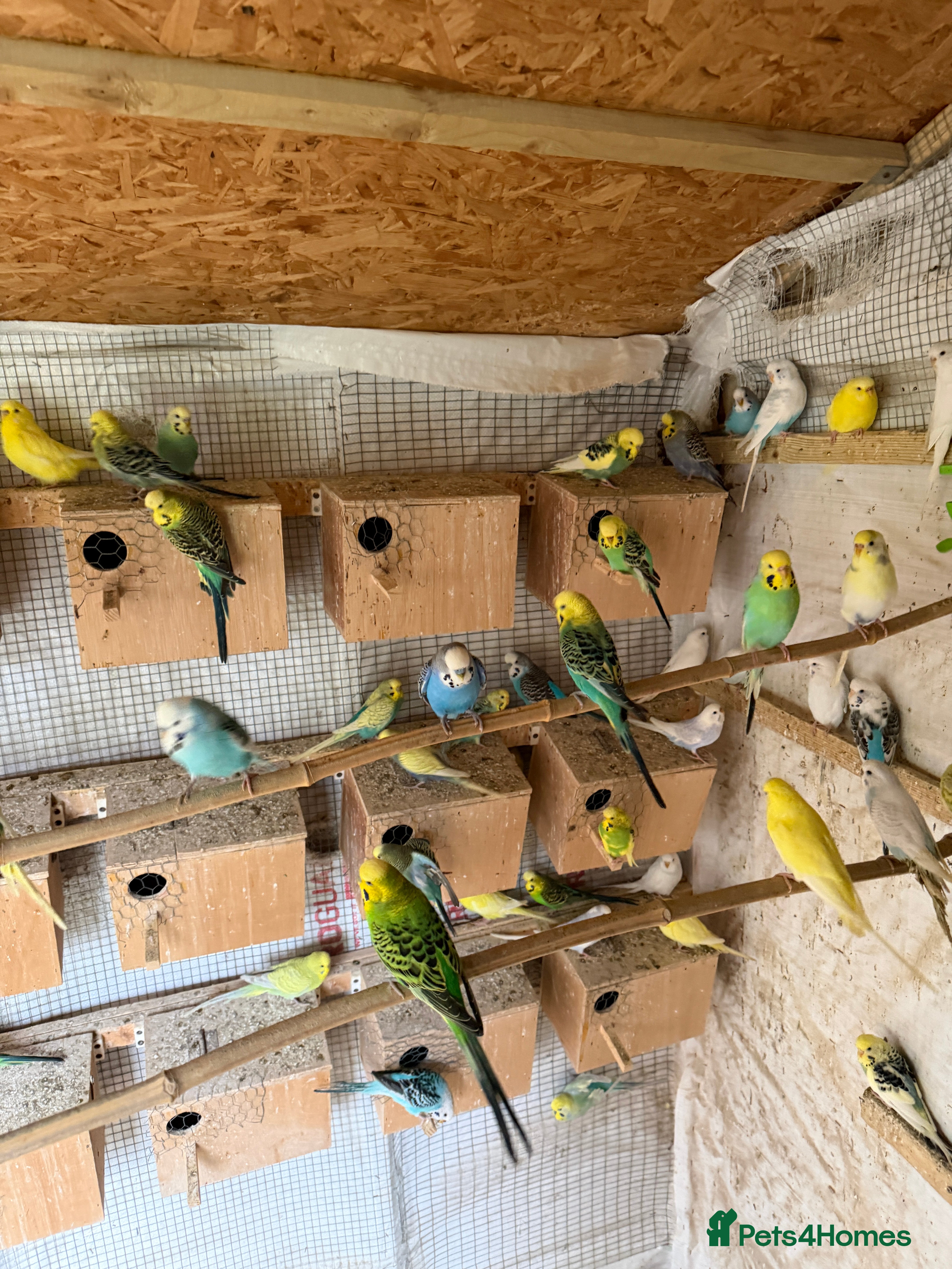 Budgerigars birds Budgies for sale.  - Advert 14