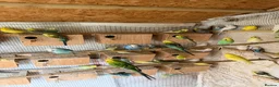Budgerigars birds for sale: Budgies for sale.  - Advert 2