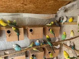 Budgerigars birds Budgies for sale. - Advert 14