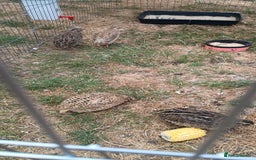 Mixed Breed birds for sale: Coturnix quail - Image 2