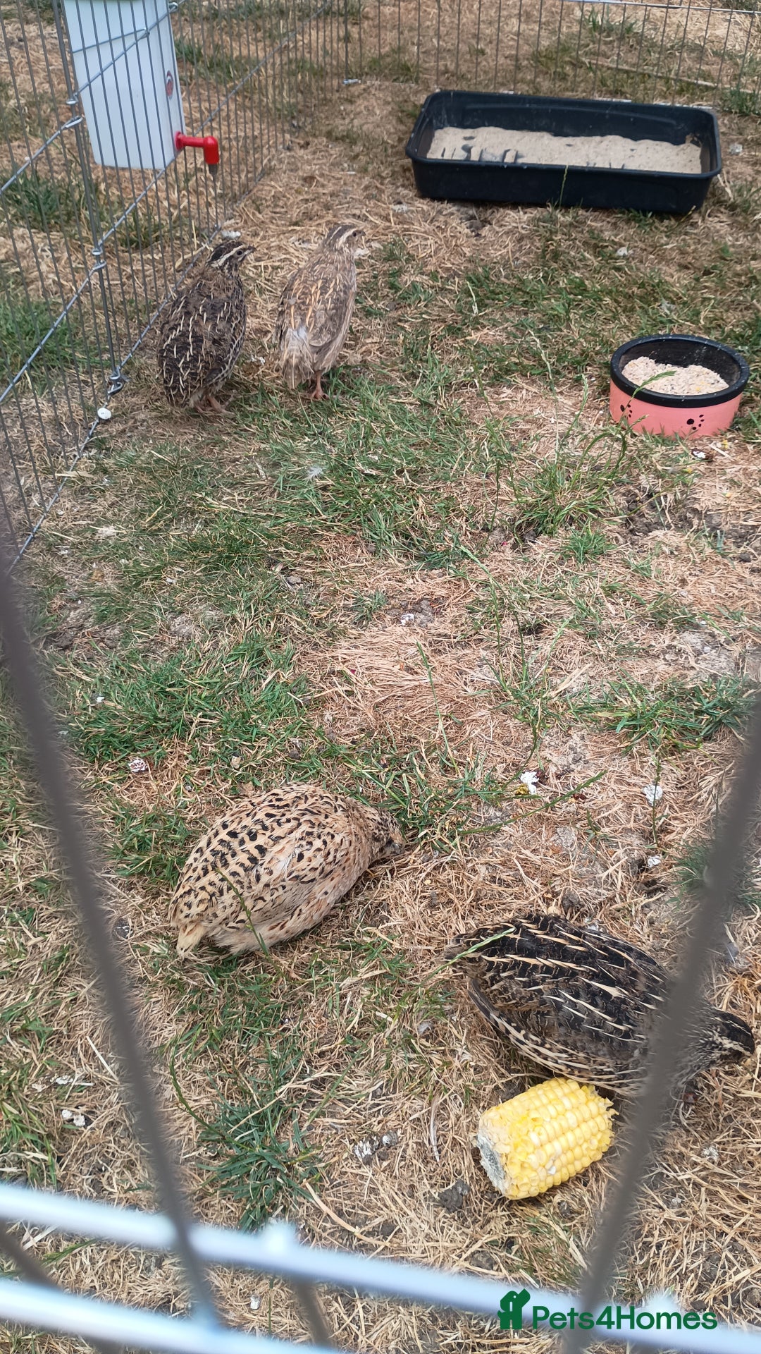 Mixed Breed birds for sale: Coturnix quail - Image 2