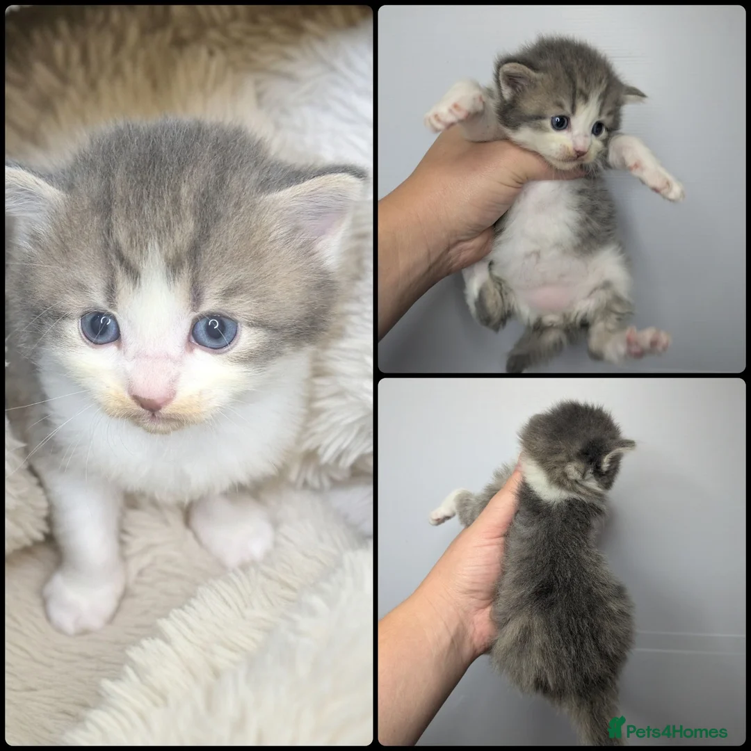Maine Coon cats for sale: Stunning Maine coon kitten's - Advert 2