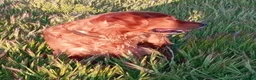 Golden Retriever dogs for stud: Beautiful fox red flatcoat retriever proven stud - Advert 4