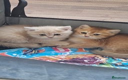 British Shorthair cats for sale: BSH BLUE AND BSH GOLD KITTENS Ready now! - Image 38