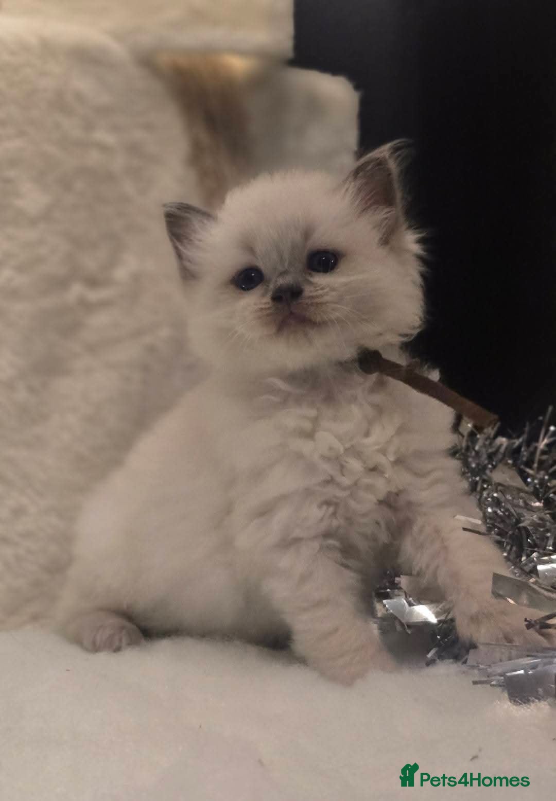 Ragdoll cats for sale: Precious GOOF Registered Ragdoll Kittens - 2 Boys - Advert 2