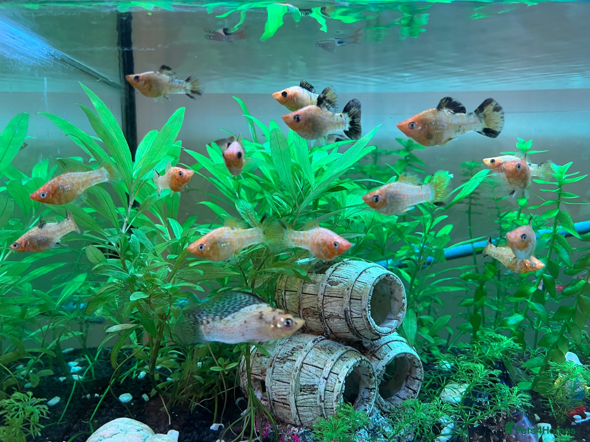 Mollies fish for sale: All-male Molly fish group (6-7 fish) in London - Advert 1