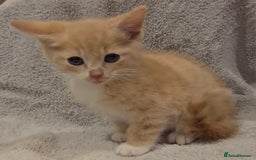 Mixed Breed cats for sale: 🐾 Gorgeous Fluffy Kittens for Loving Homes 🐾 - Image 6