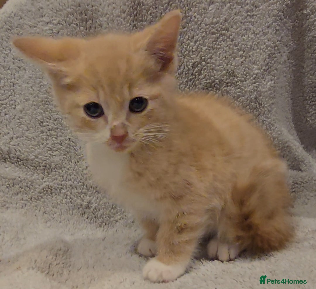 Mixed Breed cats for sale: 🐾 Gorgeous Fluffy Kittens for Loving Homes 🐾 - Image 6