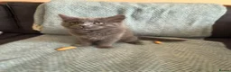 Mixed Breed cats for sale: 4 kittens British short hair  in London - Advert 8