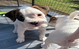 Boxer dogs for sale: Gorgeous KC Registered Boxer Pups - ONLY 1 LEFT - Image 18