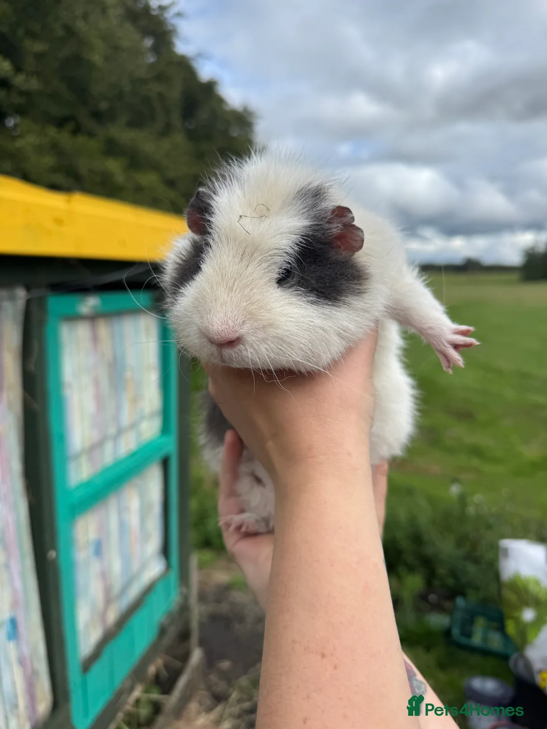 Guinea Pig rodents for sale: Guinea pigs  - Advert 13
