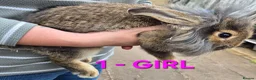 Mixed Breed rabbits for sale: Bunnies for sale in Cannock - Advert 3