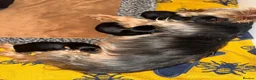 Yorkshire Terrier dogs for sale: ADORABLE YORKSHIRE TERRIER PUPPIES FOR SALE 💕🐾 - Advert 16