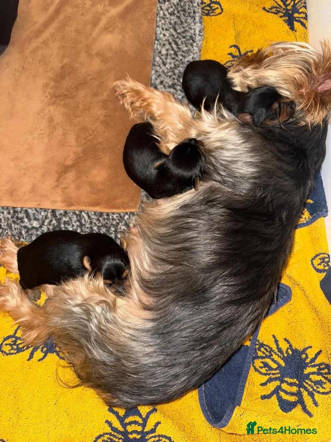 Yorkshire Terrier dogs for sale: ADORABLE YORKSHIRE TERRIER PUPPIES FOR SALE 💕🐾 - Advert 16