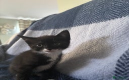 Mixed Breed cats for sale: Domestic cats  - Image 14