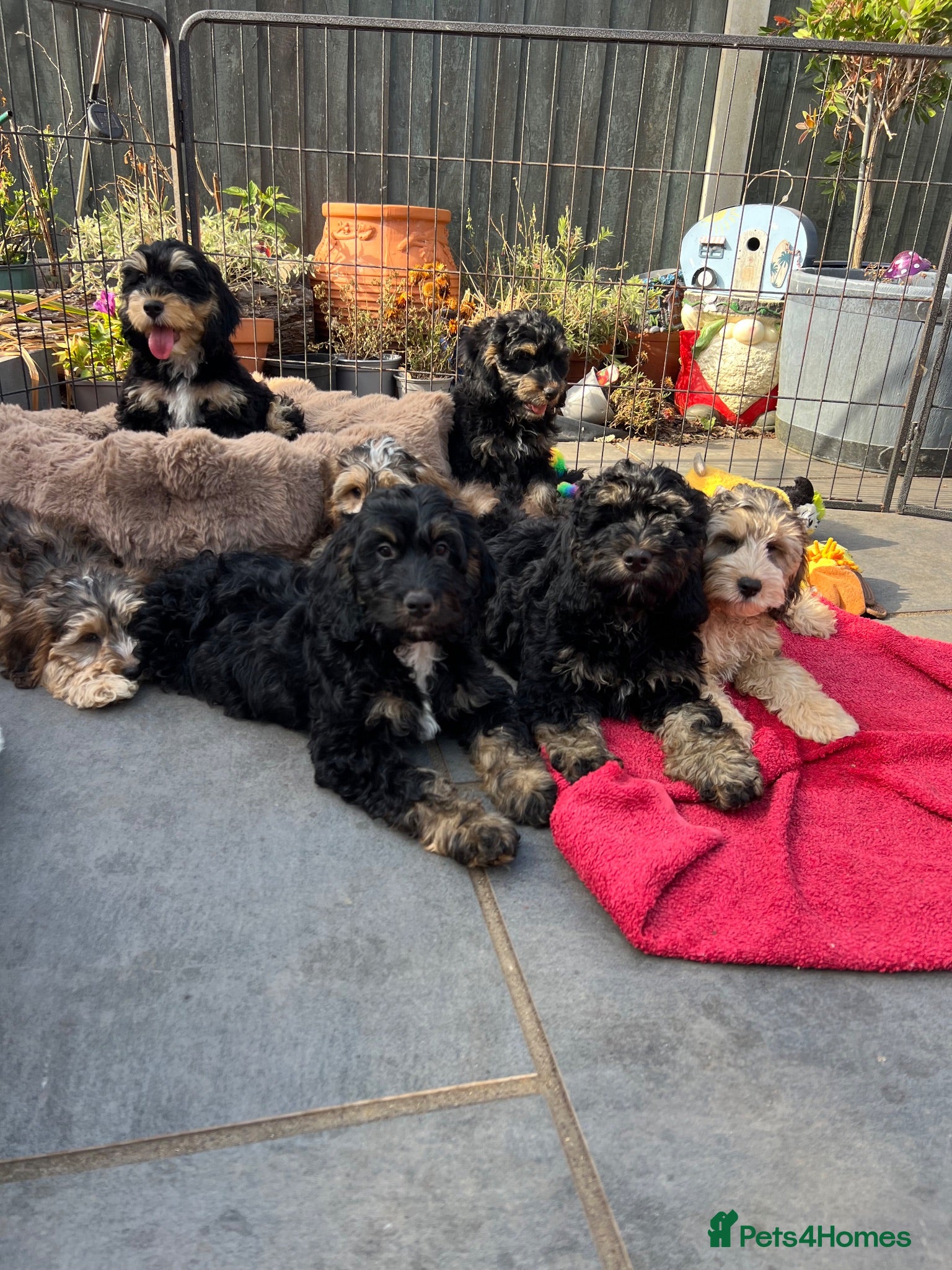 Cockapoo dogs F1 cockapoo puppies boys and girls  - Advert 1