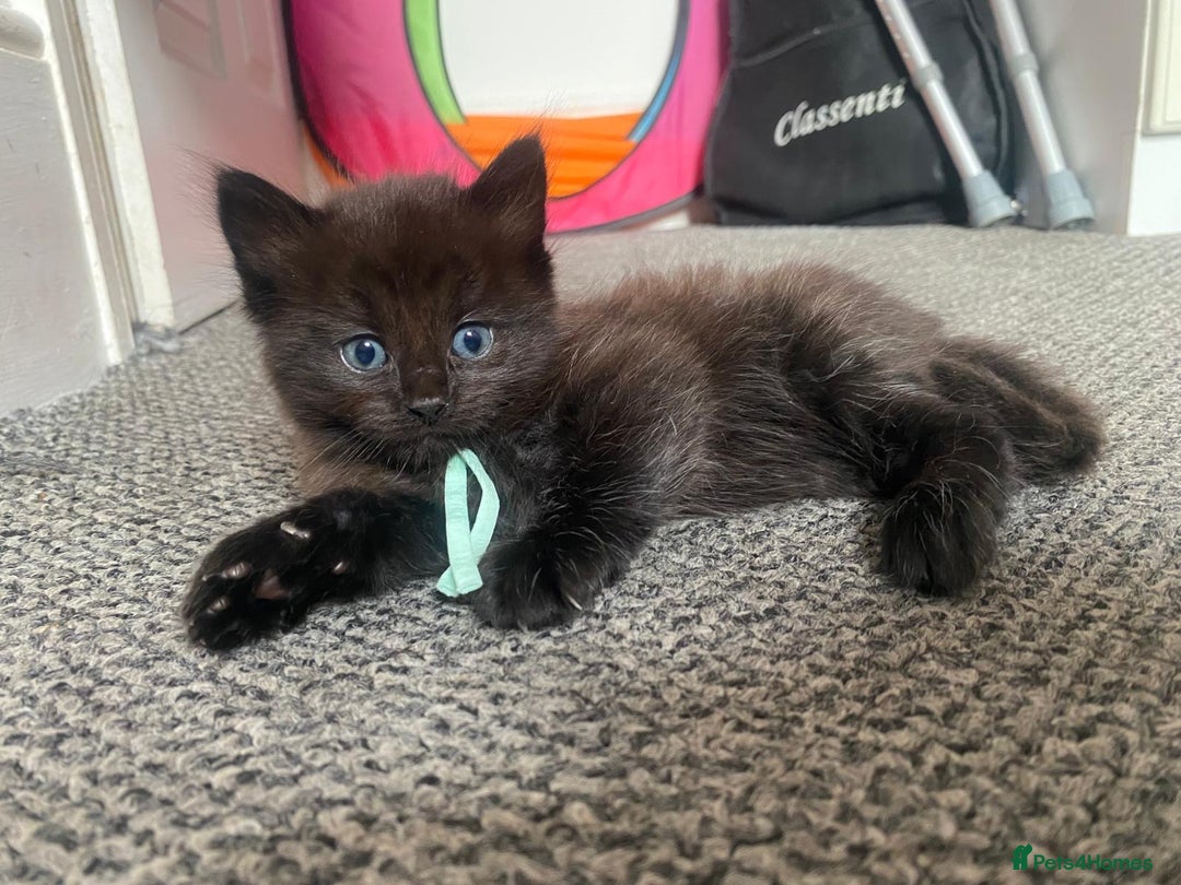 Domestic Shorthair cats for sale: Kittens - Image 2