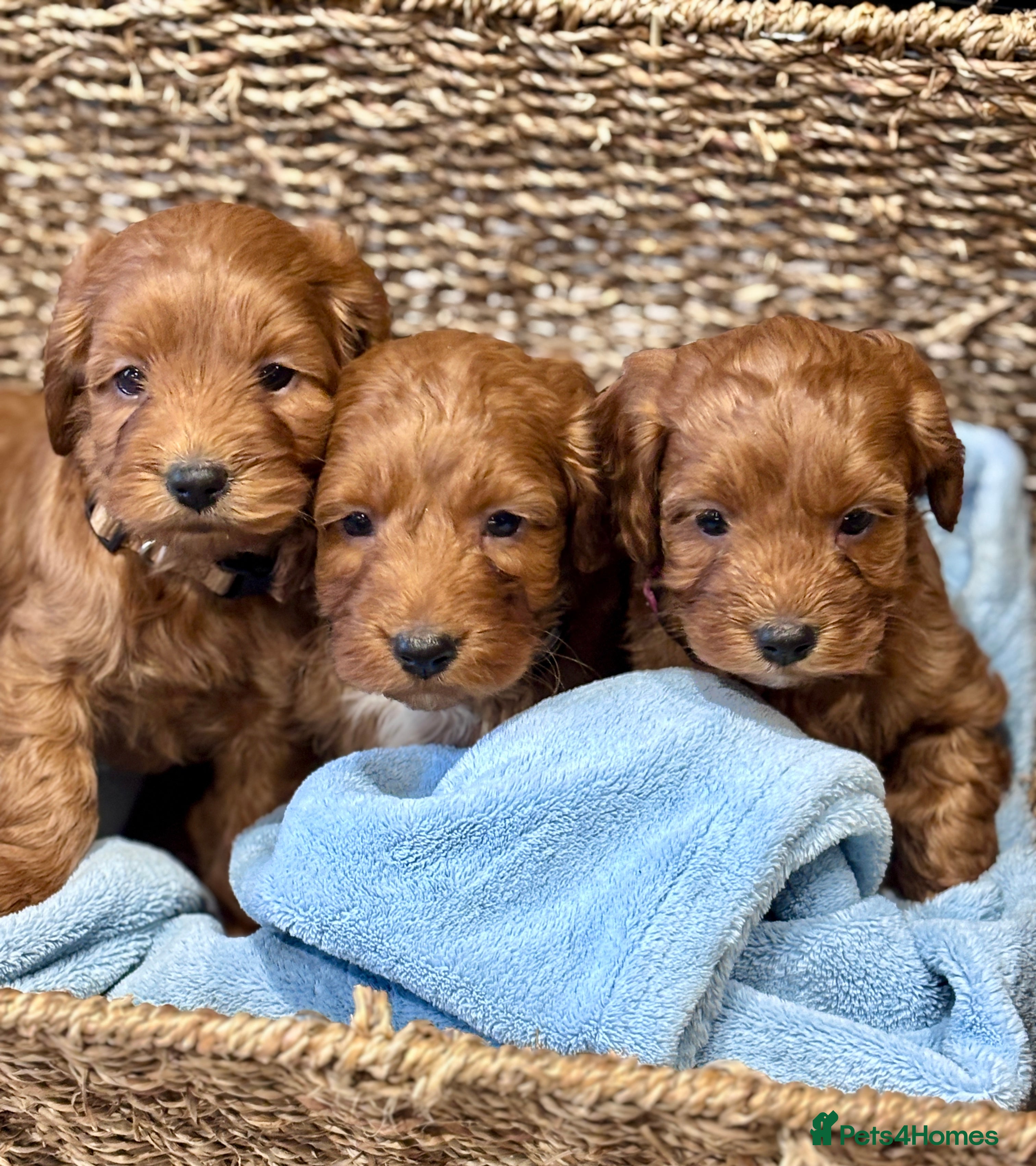 Cockapoo dogs 🐾 Red F1 Cockapoo puppies 🐾 - Advert 5