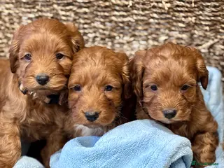 Cockapoo dogs 🐾 Red F1 Cockapoo puppies 🐾 - Advert 5