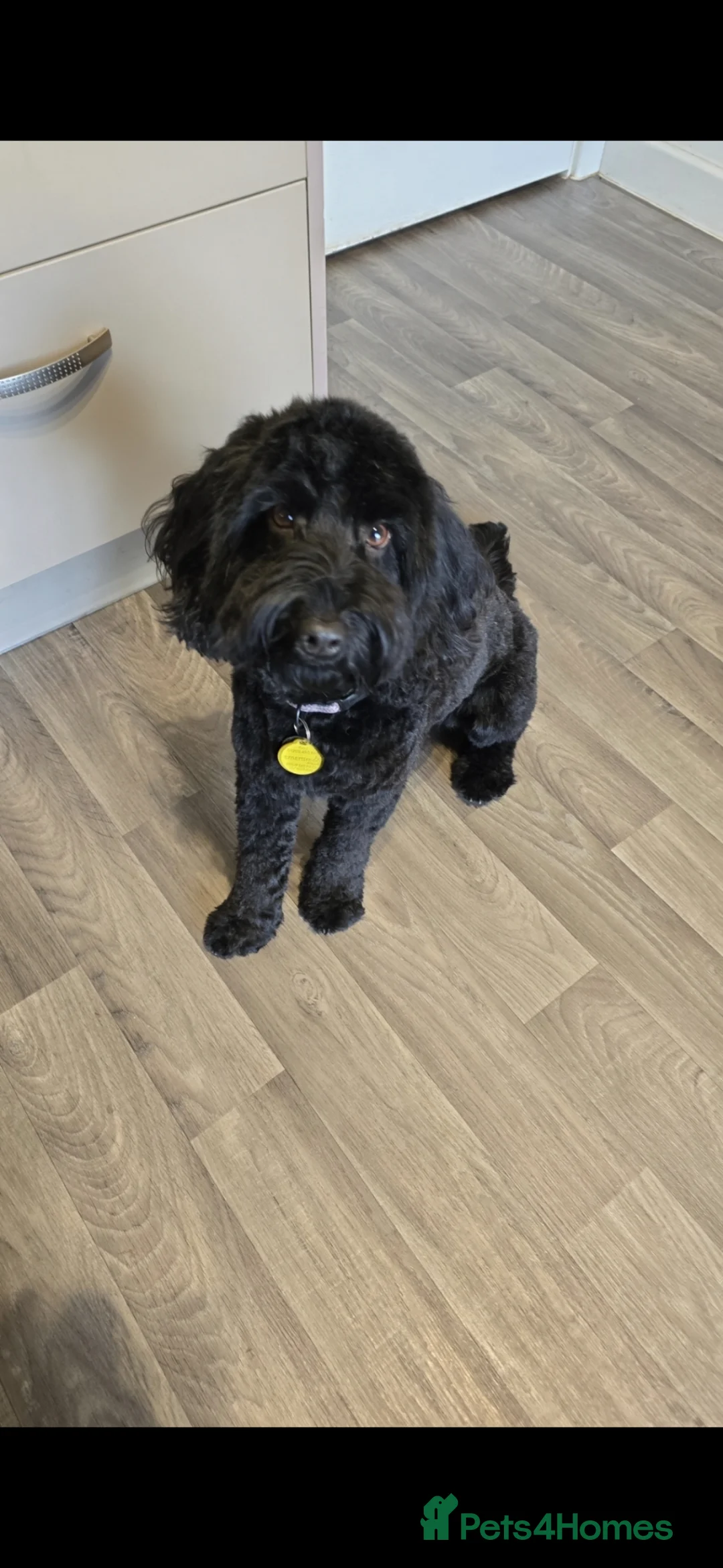 Cockapoo dogs for sale: Cockapoo puppies looking for their Forever homes! - Advert 2