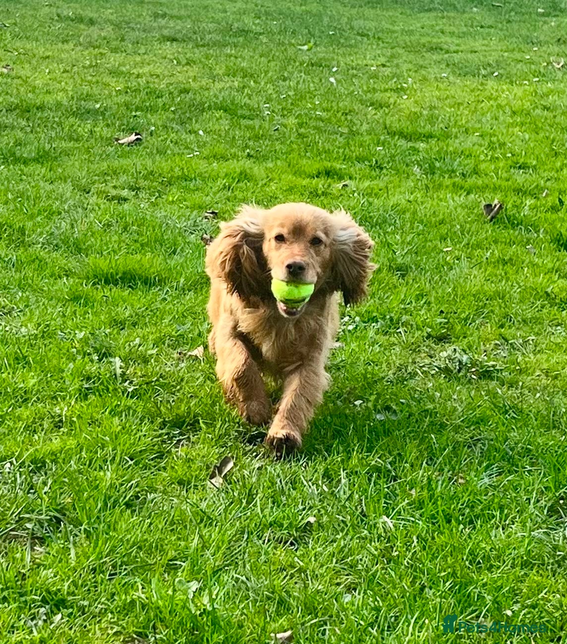Cocker Spaniel dogs for sale: Stunning Working Cocker spaniels  - Advert 10